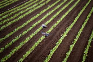 vegetables, seedlings, field