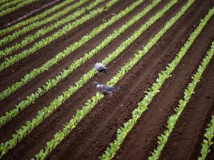 vegetables, seedlings, field